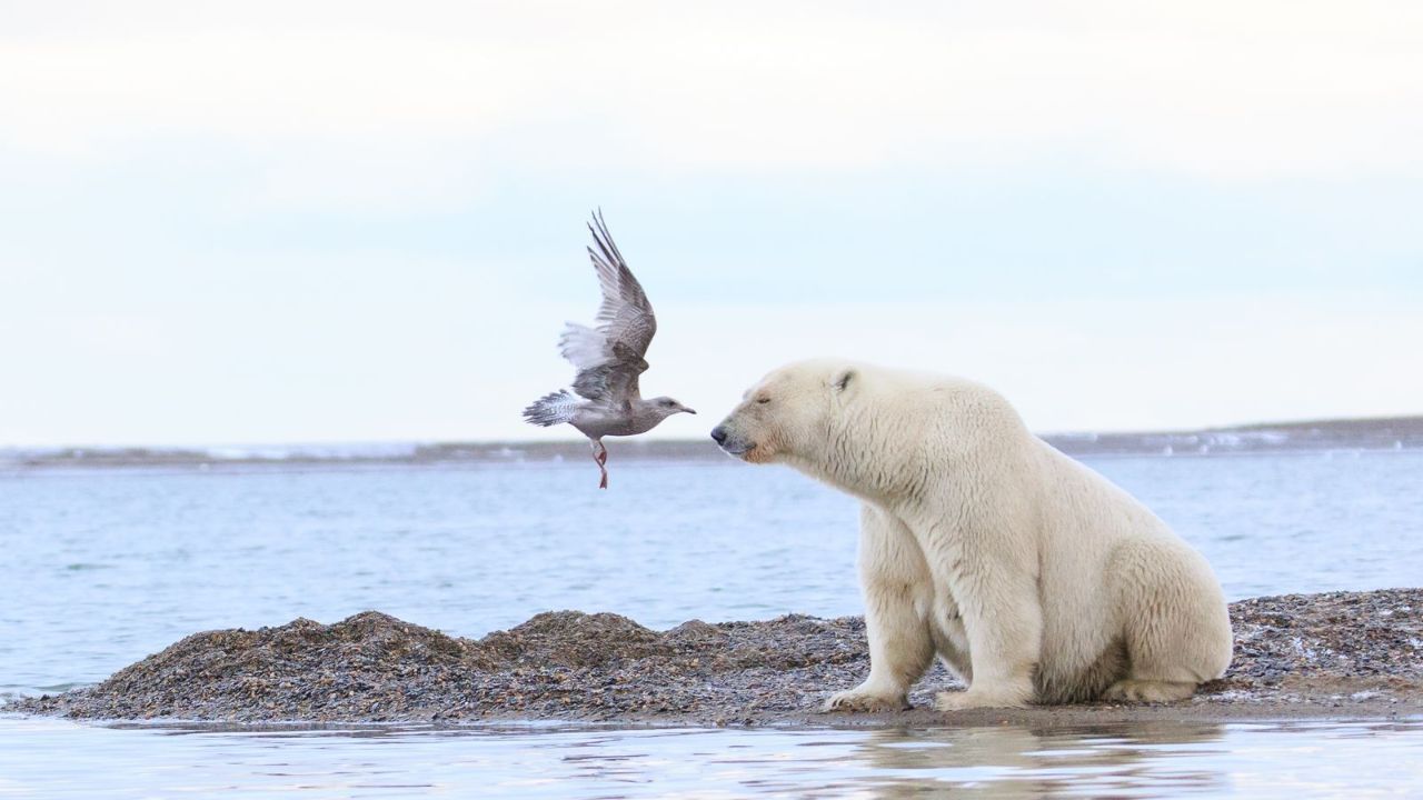 عکس روز نشنال جئوگرافی