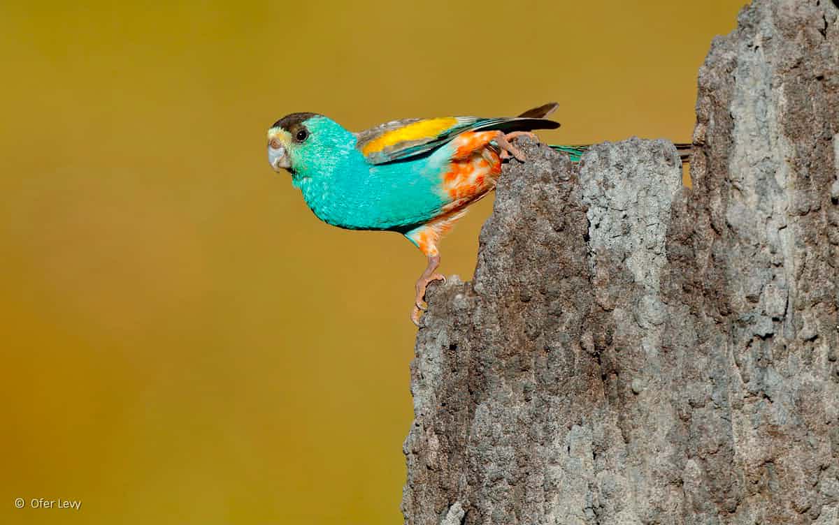 عکاسی طبیعت استرالیا