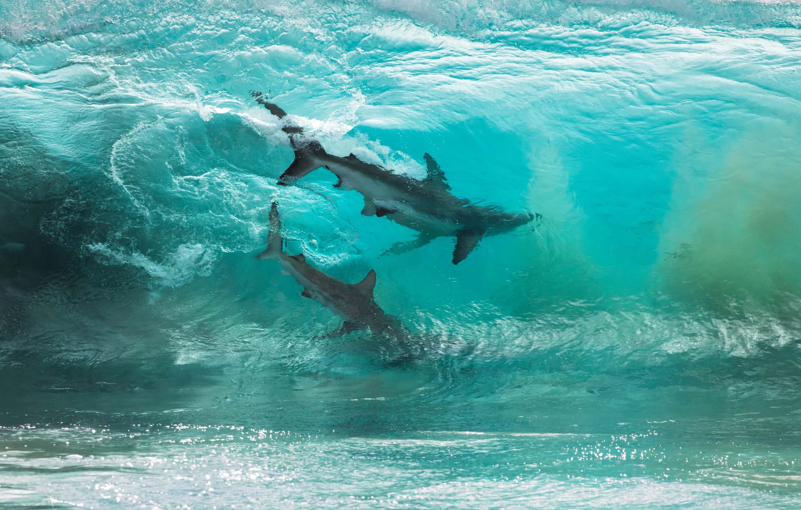 عکاسی طبیعت استرالیا