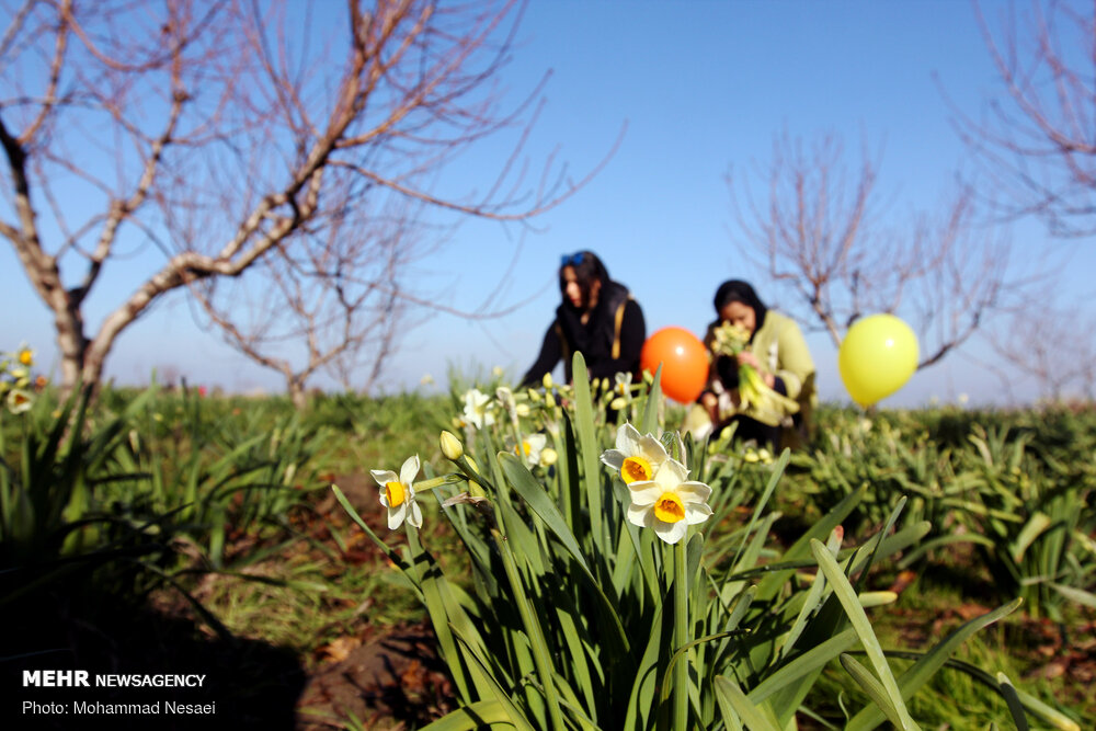 برداشت گل نرگس