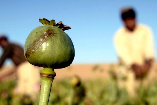 ستاد مبارزه با مواد مخدر: کشت خشخاش همچنان ممنوع است/ هر گونه ادعا درباره آزاد شدن یا صدور مجوز کشت، فاقد مبنای قانونی است/ سال گذشته در سطح کلان تصمیم گرفته شد که با توجه به ظرفیت قانونی، به سمت کشت گیاه مخدر برویم
