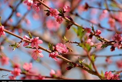 طبیعت بهاری ابهر