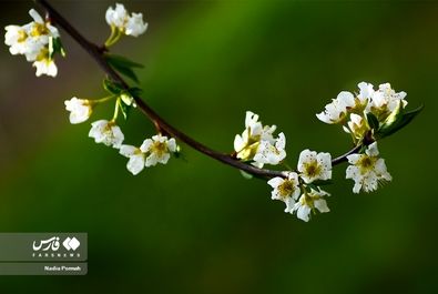 شکوفه‌های بهاری