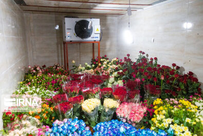 گل رز گلخانه