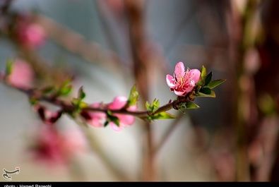 طبیعت بهاری ابهر