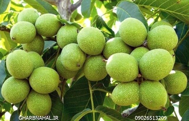 معرفی و خرید ۳ نهال گردو که ۲۵۰ کیلوگرم باردهی دارد