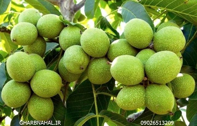 معرفی و خرید ۳ نهال گردو که ۲۵۰ کیلوگرم باردهی دارد