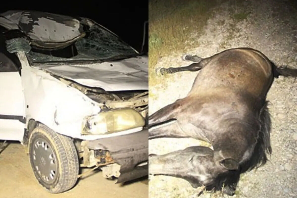 Five Injured in Multi-Vehicle Collision Involving a Horse on Mahdasht Road
