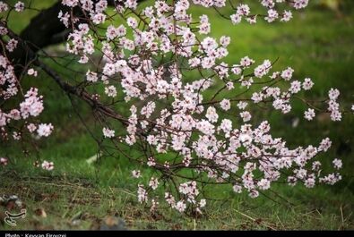 شکوفه‌های بهاری در سنندج