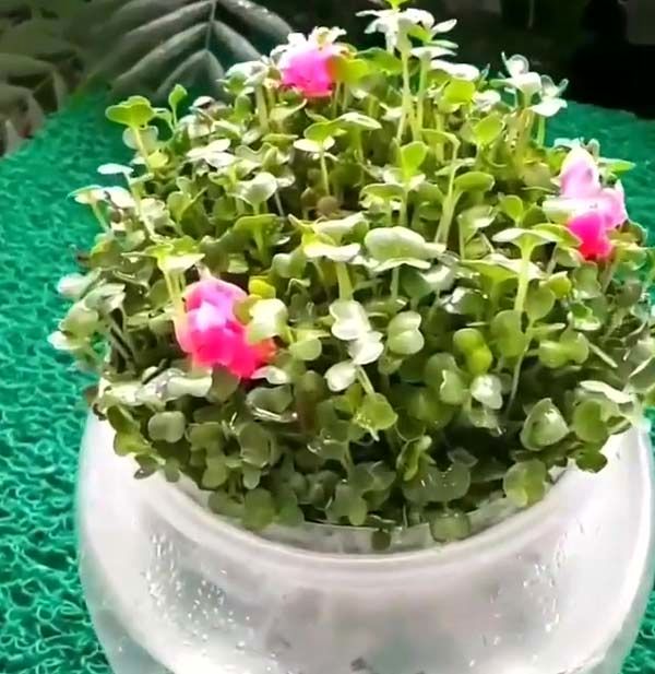 آموزش سبز کردن سبزه عید فوری 