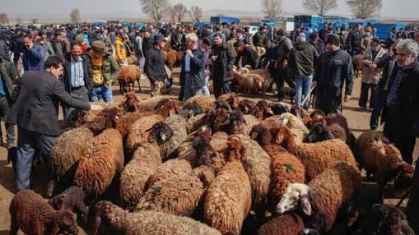 قیمت دام زنده امروز سه‌شنبه ۲۶ خرداد ۱۴۰۵
