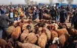 قیمت دام زنده امروز چهارشنبه ۱۷ تیر ۱۴۰۵ 