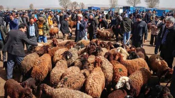 قیمت دام زنده امروز چهارشنبه ۹ تیر ۱۴۰۵