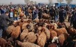 قیمت دام زنده امروز چهار‌شنبه ۱۱ شهریور ۱۴۰۵ 