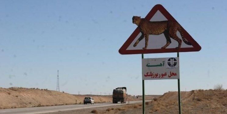 یگان محیط‌زیست برای حفاظت از یوزپلنگ‌ها در جاده مستقر می‌شود