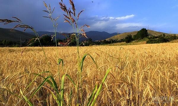 مطالبات گندمکاران تا ۲۰ روز دیگر پرداخت می‌شود