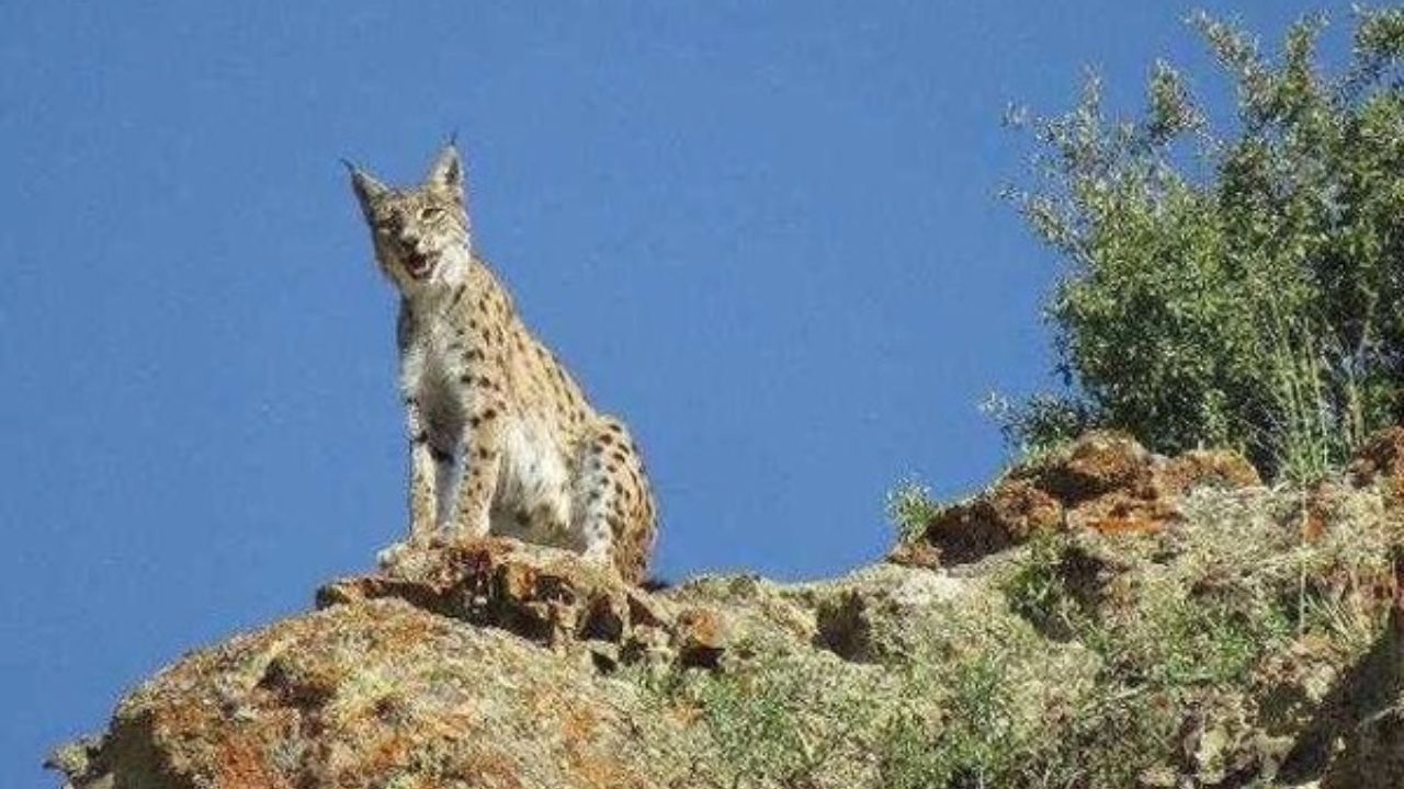 سیاهگوش ثبت ملی شد
