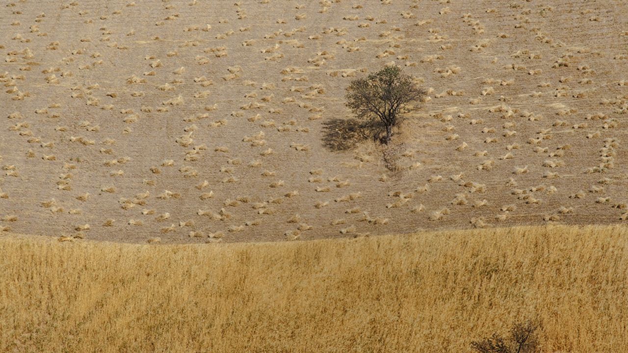 هنداونه و گندم جزو کم‌آب‌برترین محصولات کشاورزی هستند