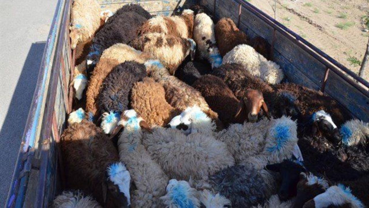 قیمت دام زنده کاهش می یابد