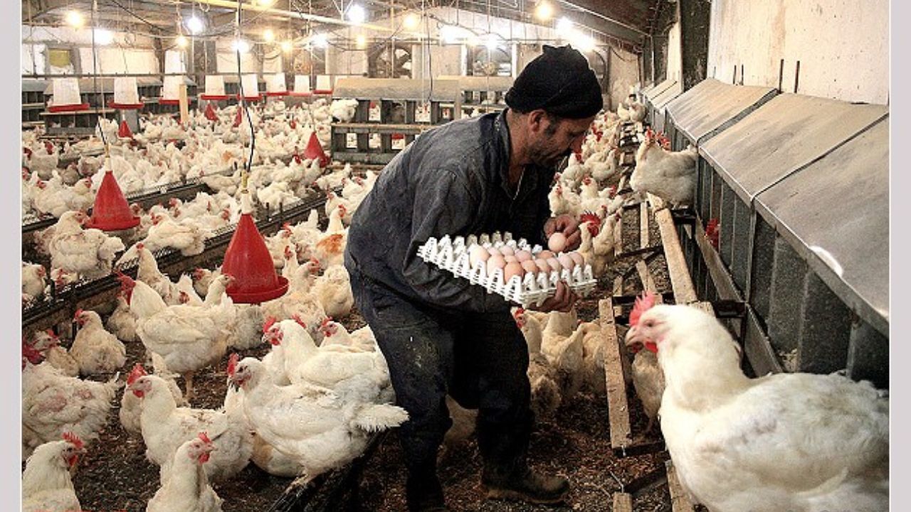 قیمت تخم‌مرغ به مرغ رسید