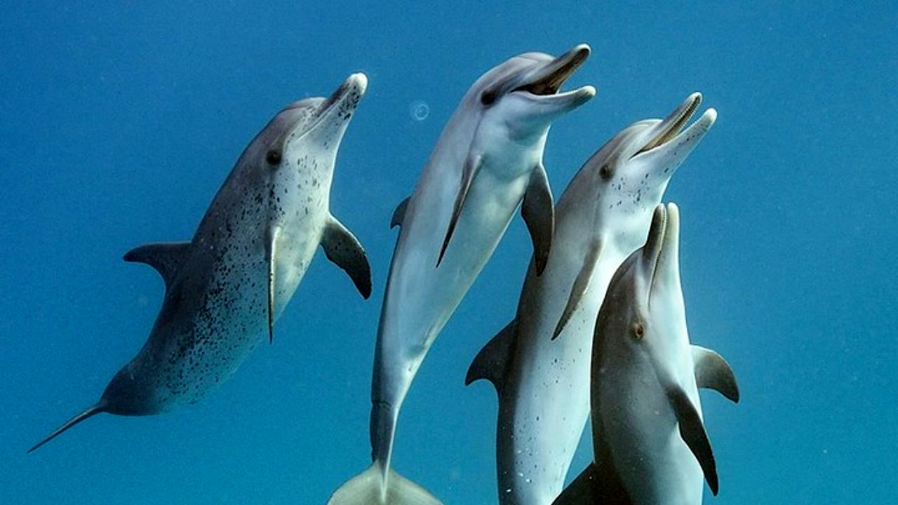 عکس روز نشنال جئوگرافیک، شنای دلفین‌ها