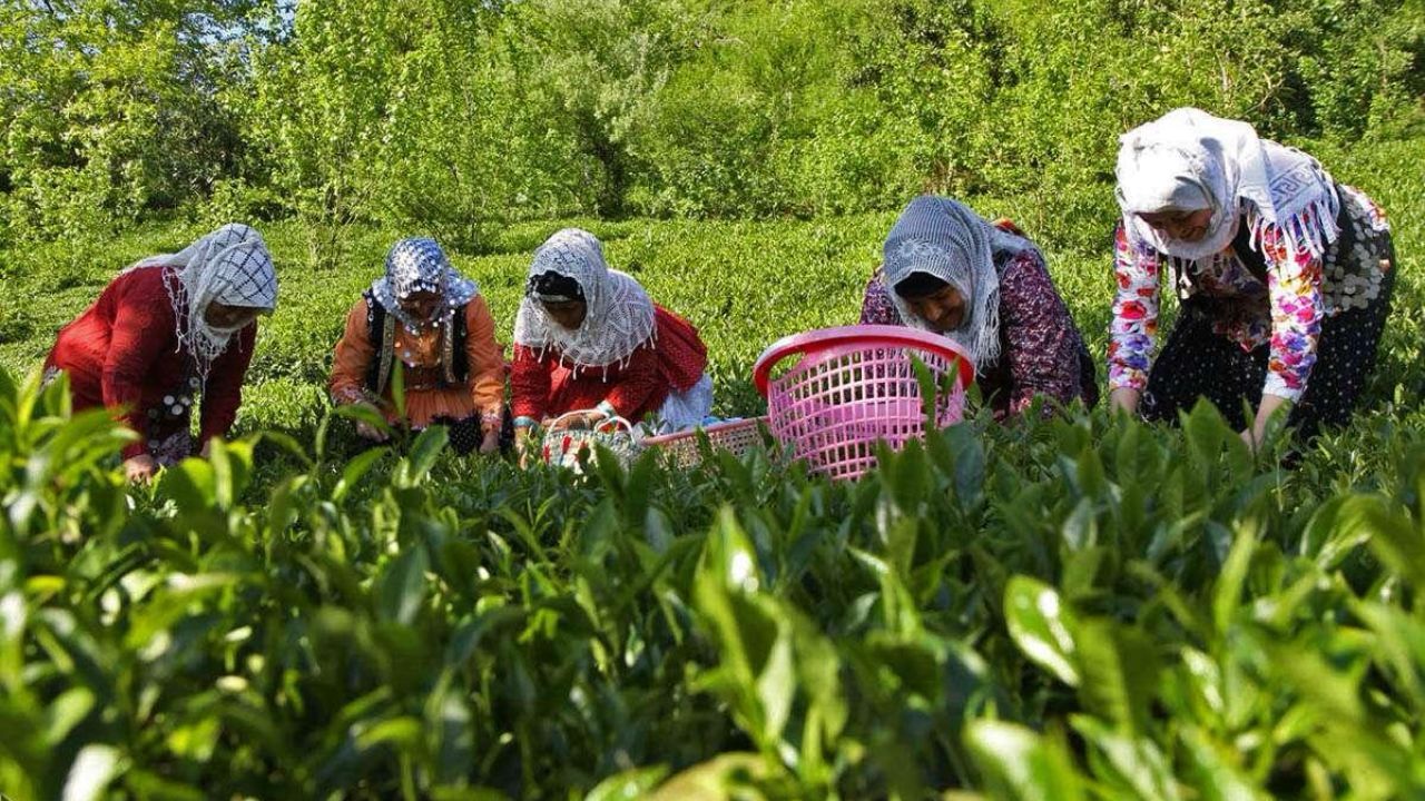 دومین نوشیدنی پرمصرف جهان در ایران بی‌کیفیت شده!