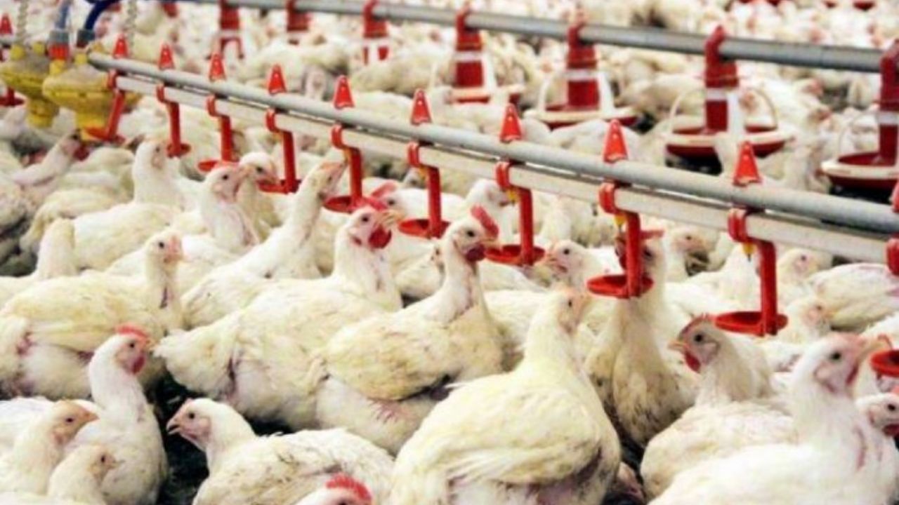 قیمت نهاده‌های دامی روزانه افزایش می‌یابد/ رئیس‌جمهور باید برای حل مشکل ورود کند
