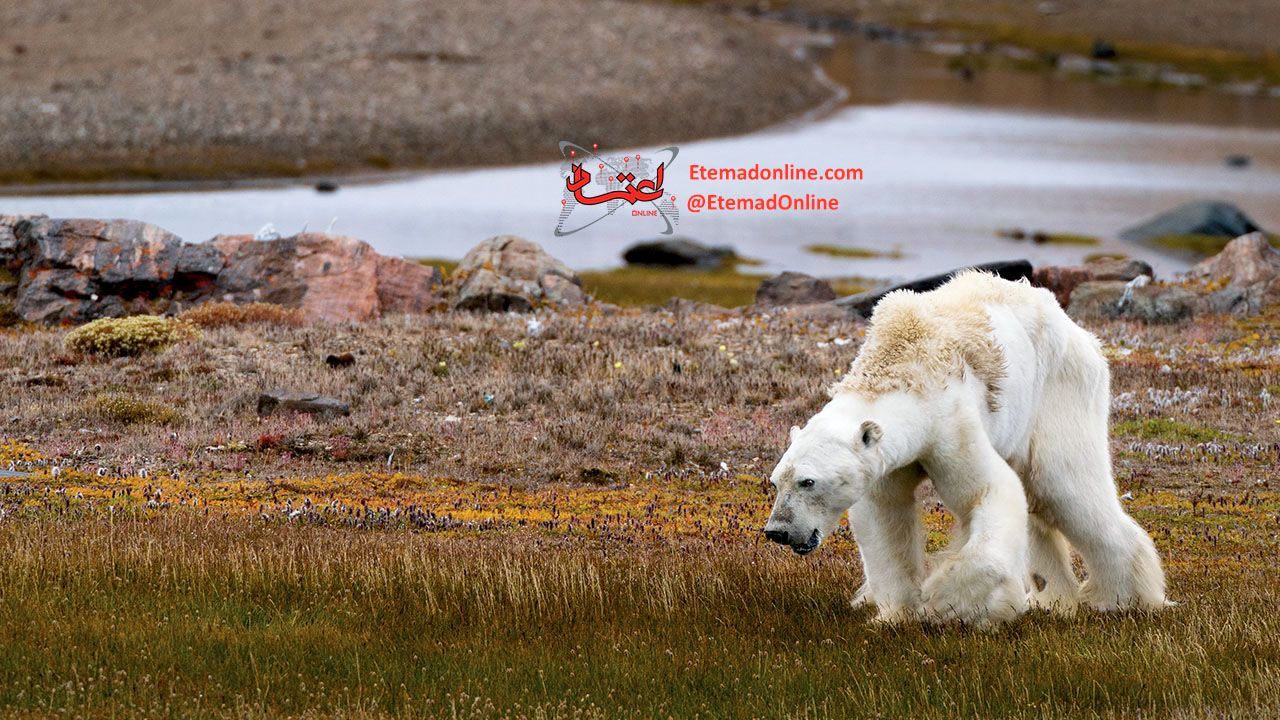 گرسنگی این شکلی است + عکس