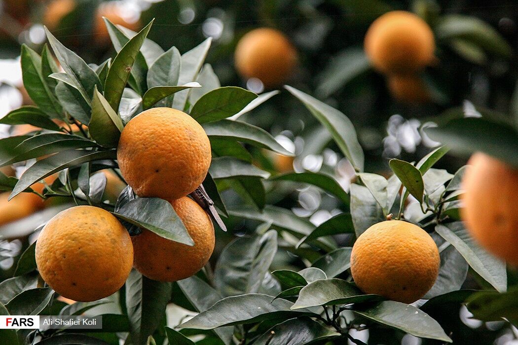 برداشت نارنگی و پرتقال