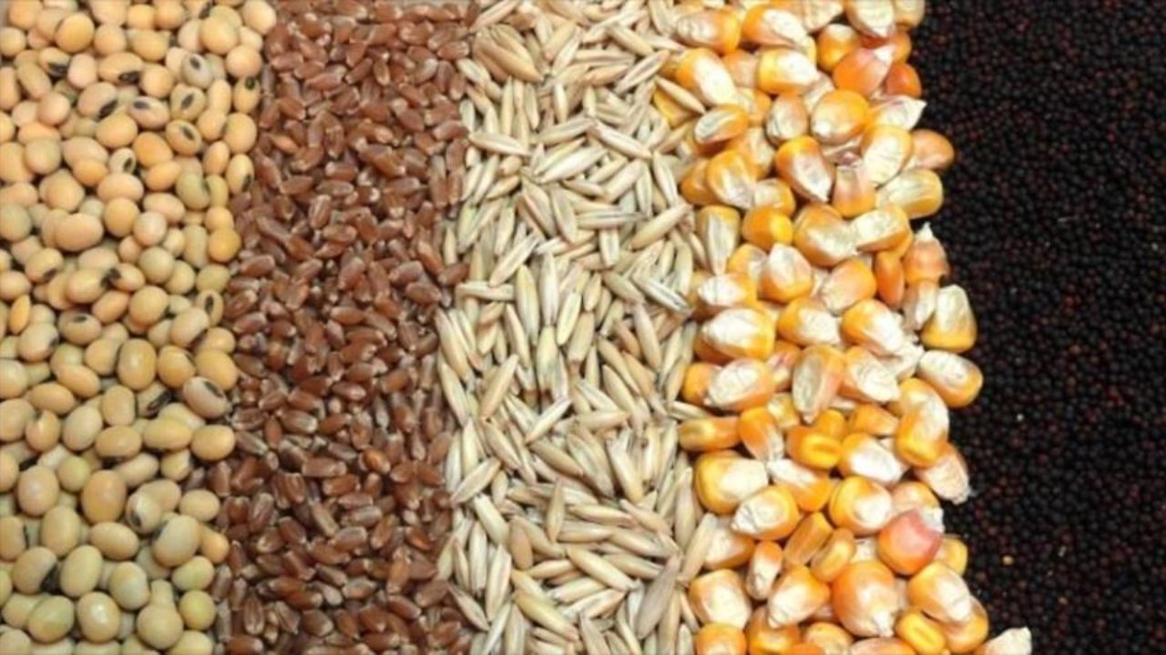 تامین نهاده‌های دام و طیور
