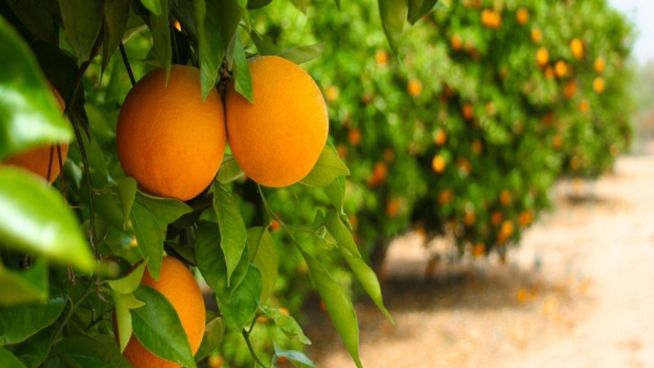 منطقی بودن قیمت مرکبات