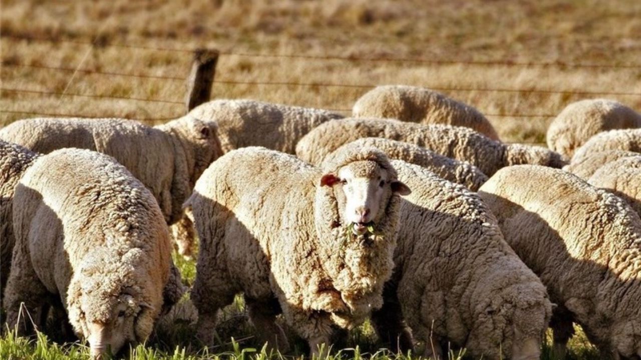 حمل دام به استان‌های مرزی ممنوع است/ با متخلفان به شدت برخورد می‌شود