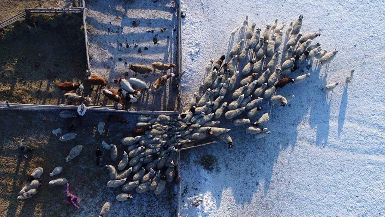 گله‌داران چادرنشین سیبری‎