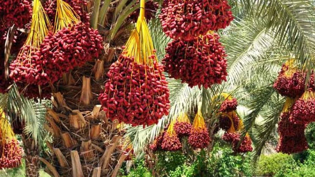 8580 تن خرما از کشاورزان خریداری شد