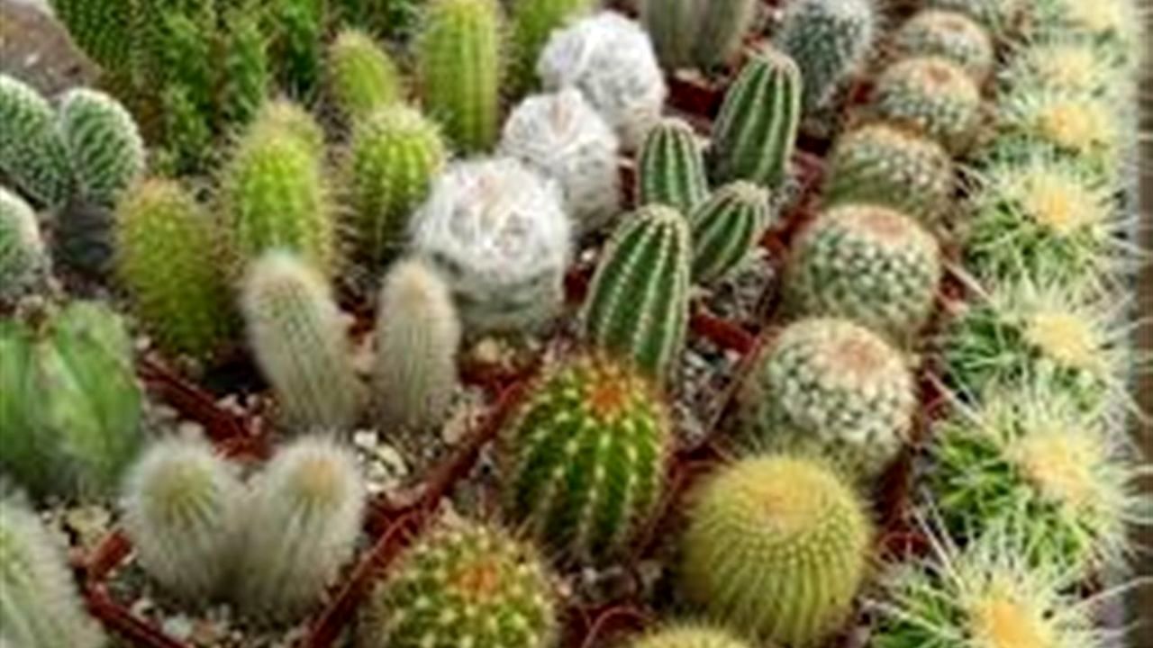 ساماندهی تولید گیاهان زینتی بومی در سال جاری