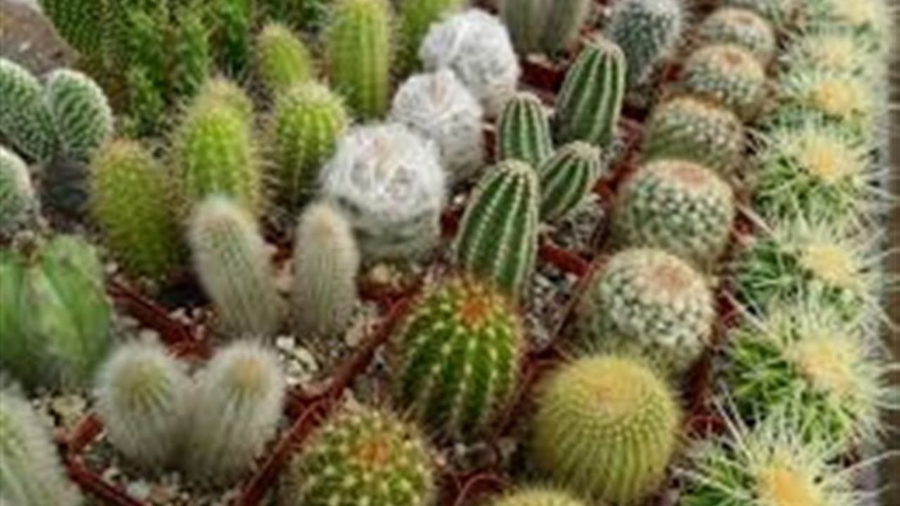 ساماندهی تولید گیاهان زینتی بومی در سال جاری
