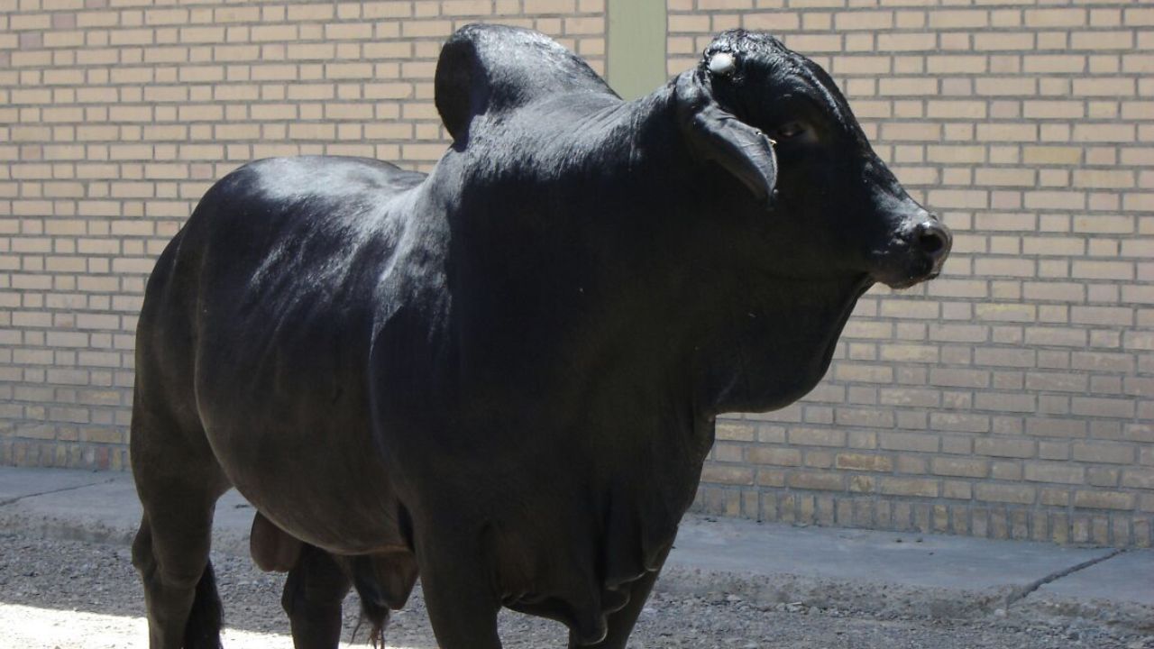 مرکز انجماد اسپرم گاو اصیل سیستانی در یک قدمی افتتاح