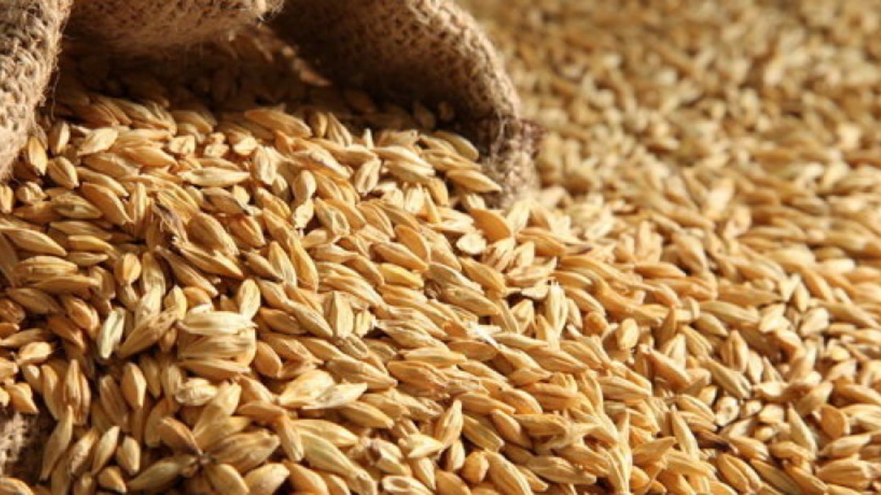 خرید تضمینی 2 میلیون و 700 هزار تن گندم/ مطالبات گندم کاران 40 روزه تسویه می‌شود