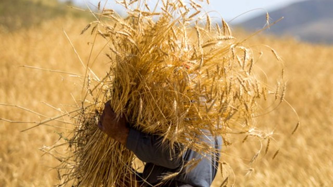 بهره‌برداری از فازاول سیلوی نگهداری گندم در خنداب