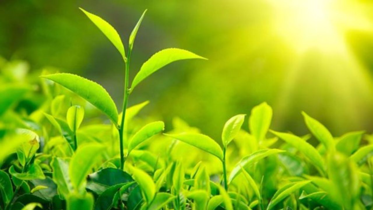 پرداخت 12 میلیارد تومان از مطالبات چای‌کاران شمال