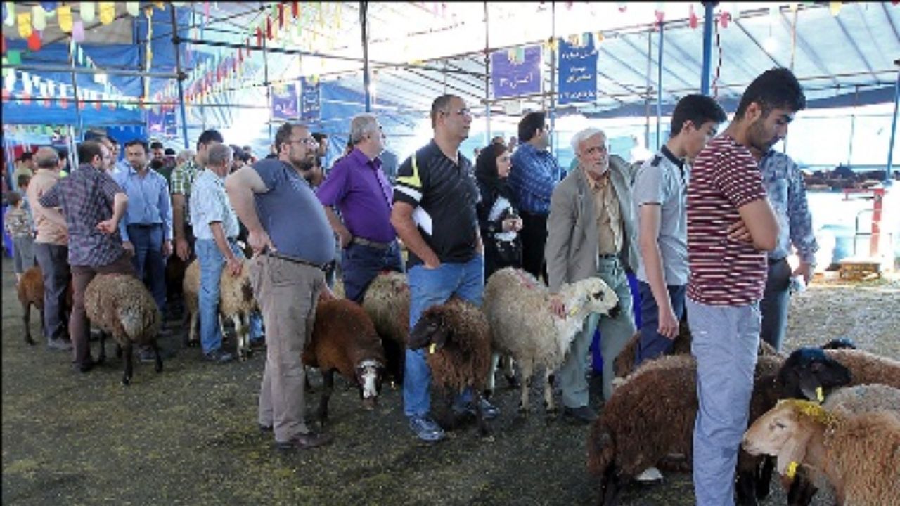 ممنوعیت عرضه دام در خیابان‌ها و معابر تهران در روز عرفه و عید قربان