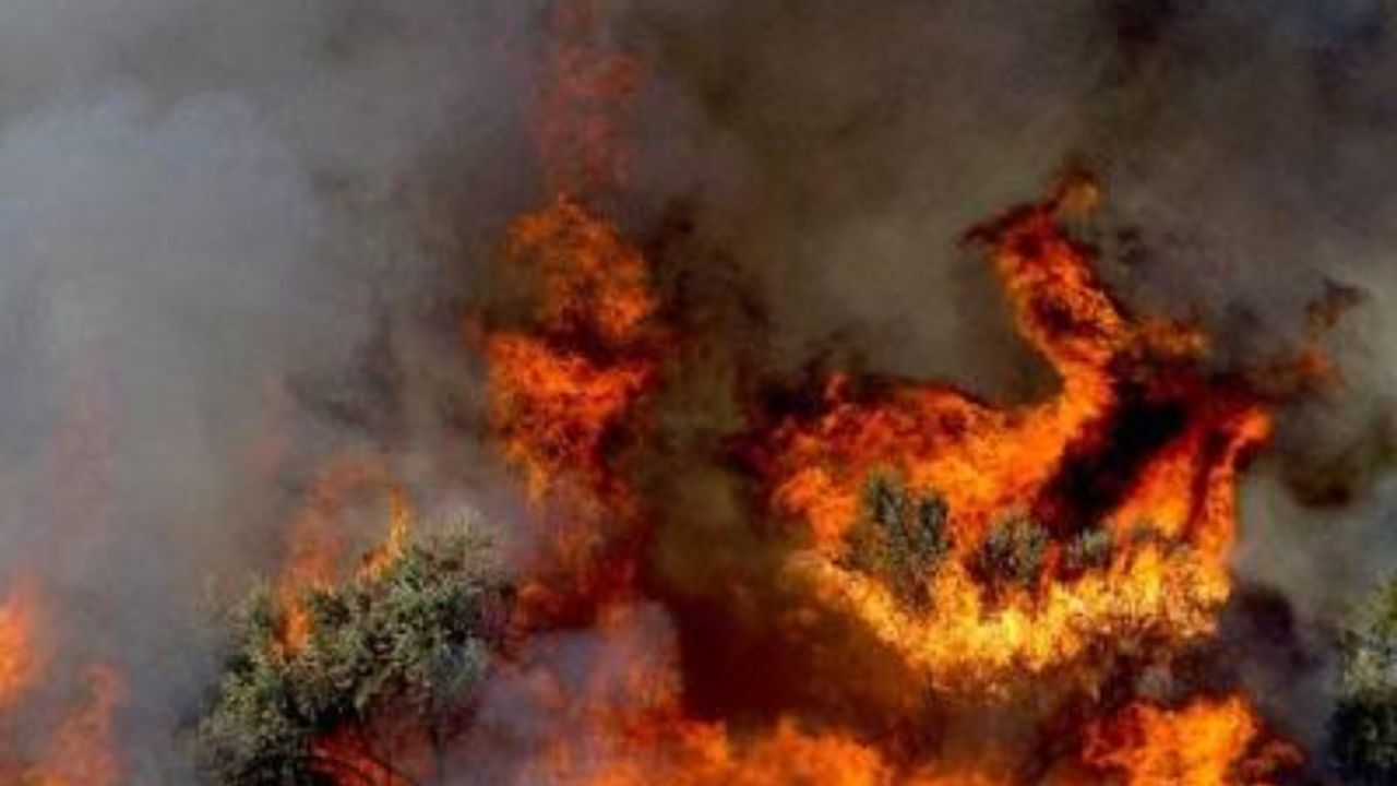 جنگل‌های لپوی آتش گرفت
