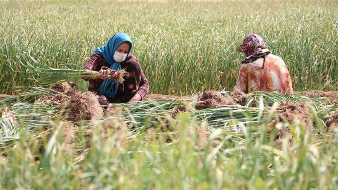 پایداری اقتصادی بخش کشاورزی بعد از کرونا باید حفظ شود