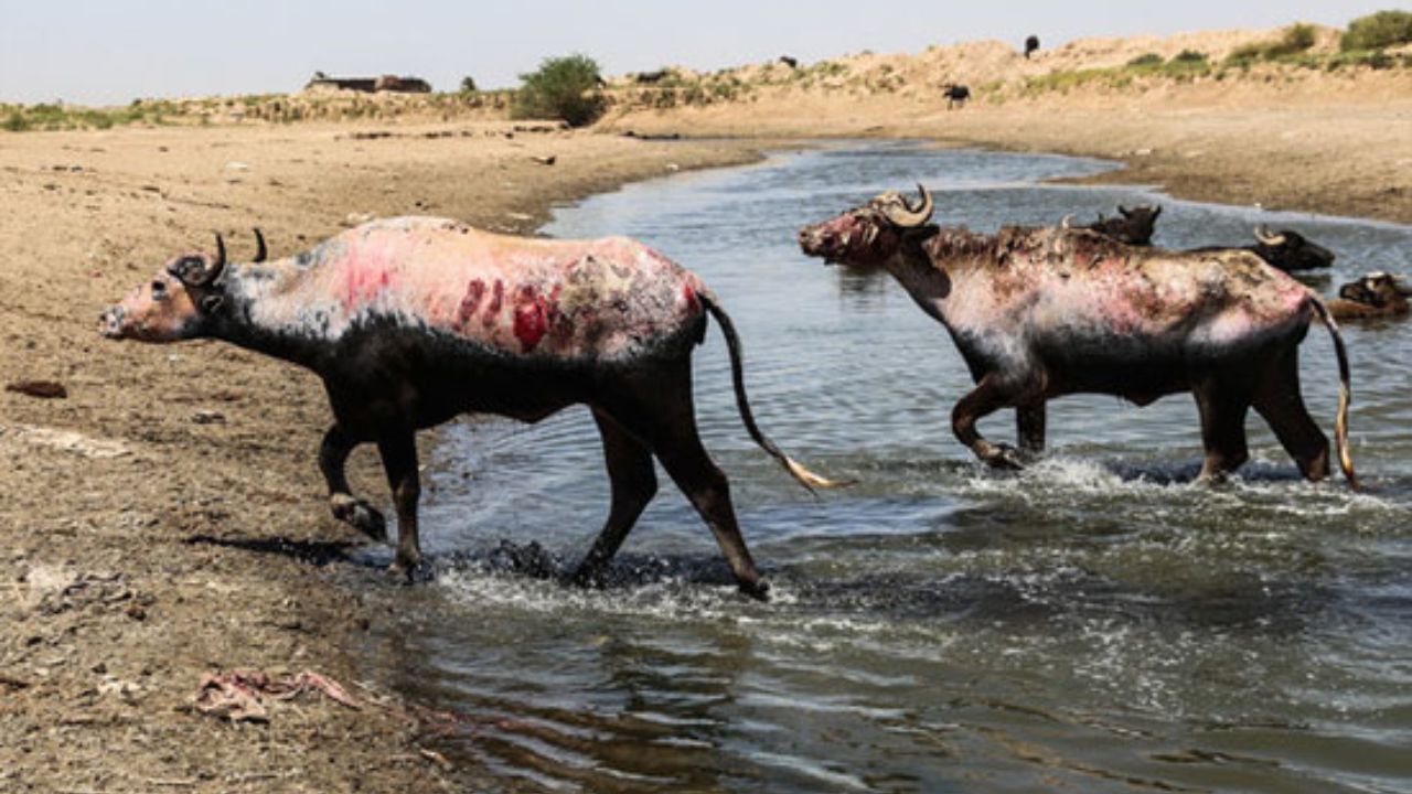 خوزستان؛ آبرسانی روستاهای حمیدیه با تانکر و بهبود وضعیت احشام
