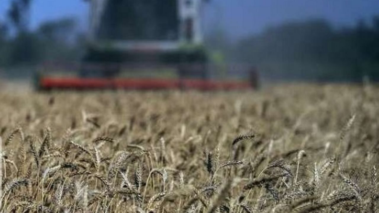 منابع ژنتیکی، ضامن پایداری تولید غذا در کشور است