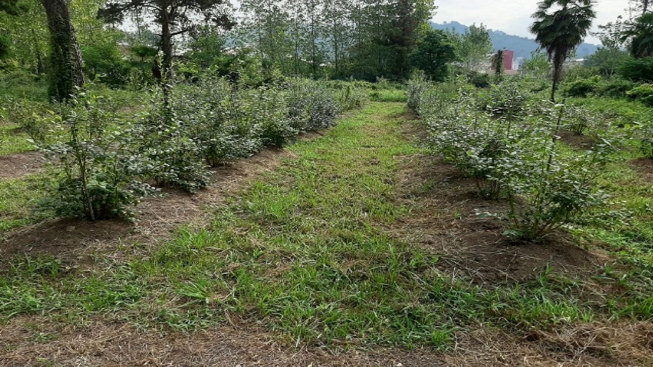 شناسایی 2 گونه گیاه بلوبری را برای کشت در گیلان