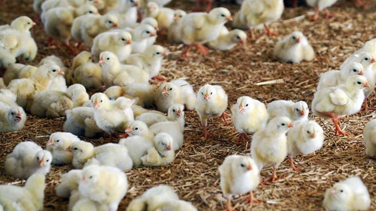 افزایش قیمت هر قطعه جوجه یکروزه به بیش از 11 هزار تومان/ سودهای نجومی در جیب متخلفان/ دستگاه‌های نظارتی مماشات می‌کنند
