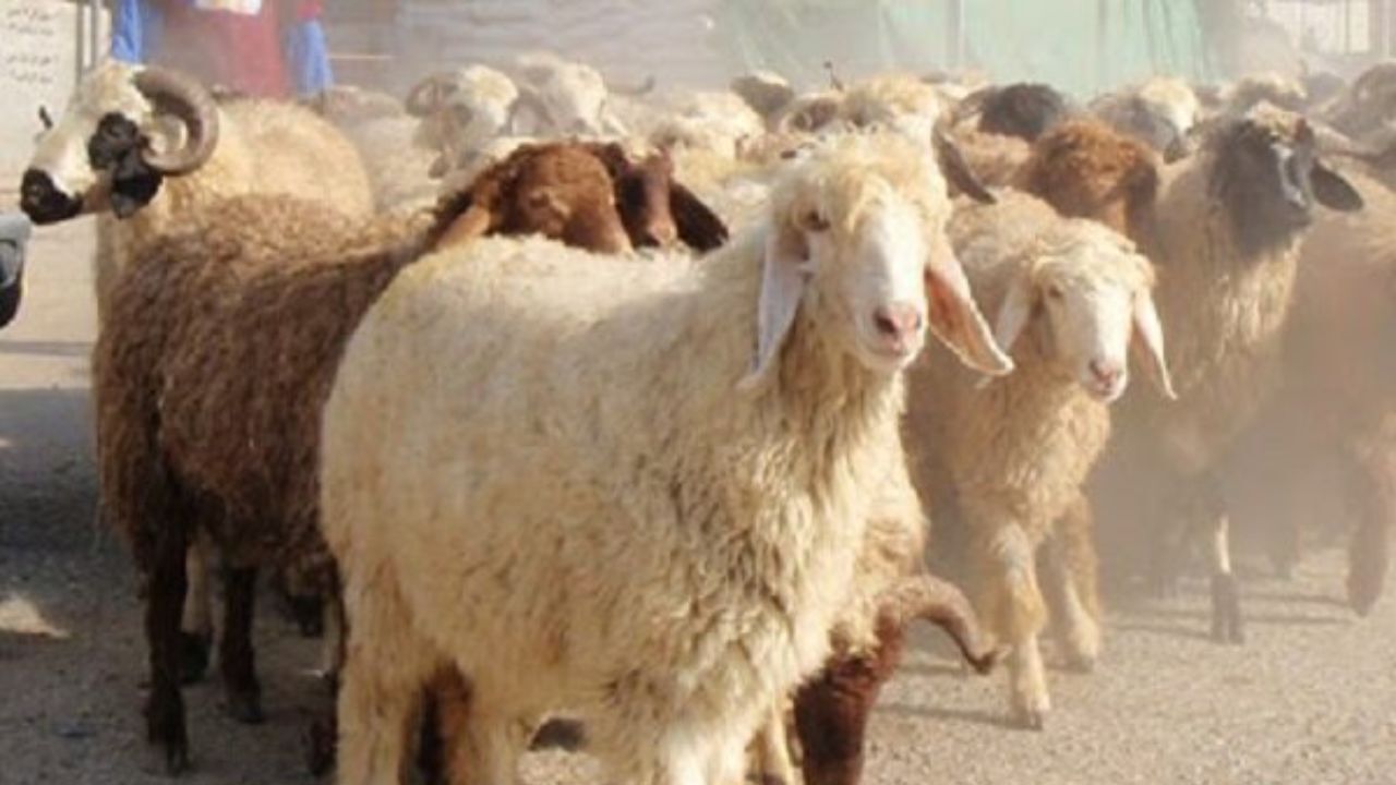 60 میلیون راس دام سبک کشور تحت پوشش واکسیناسیون قرار گرفته اند/خشکسالی کانون بیماری را بیشتر کرده است/طاعون نشخوارکنندگان کوچک قابل سرایت به انسان نیست