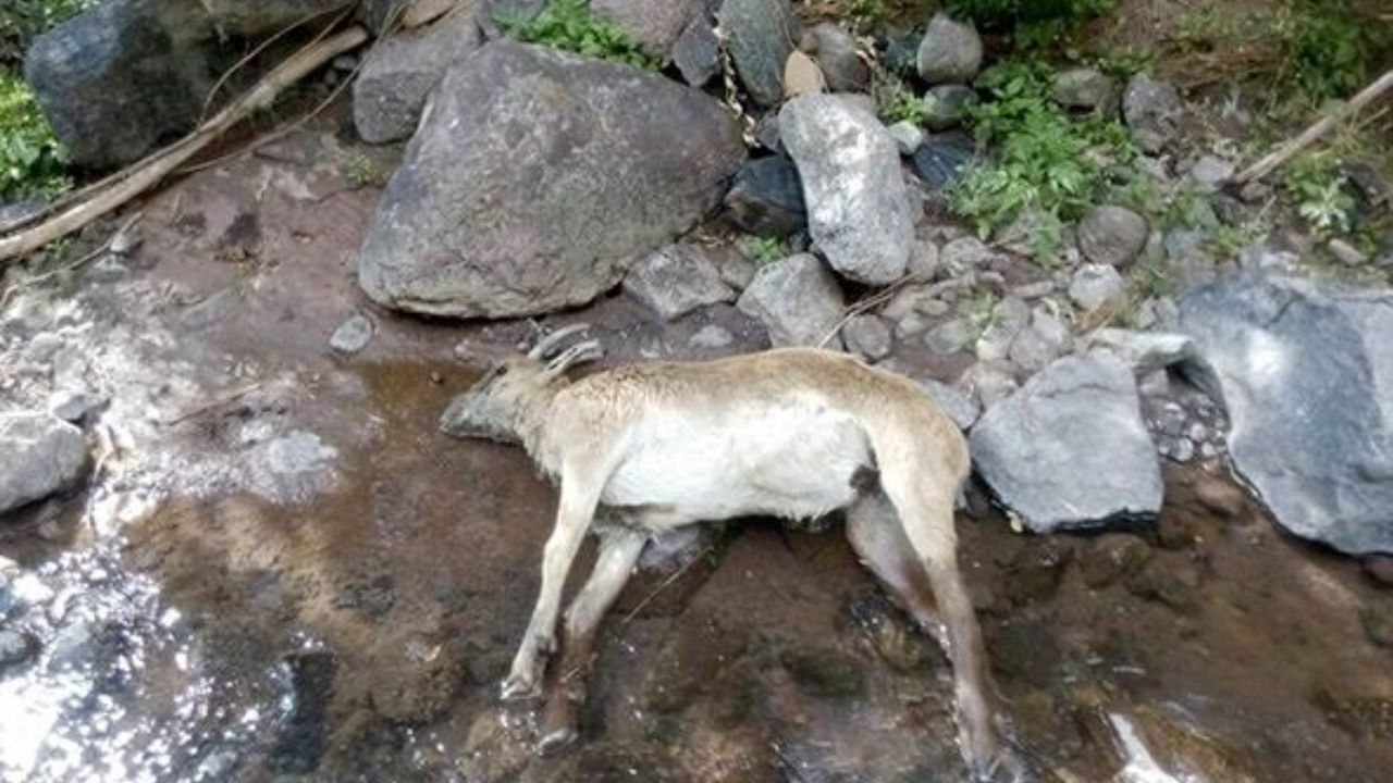 تاکنون هیچ مورد مشکوک یا ابتلا به طاعون نشخوارکنندگان کوچک جثه در استان تهران مشاهده نشده/ اقدامات پیشگیرانه برای جلوگیری از ابتلای حیات وحش تهران به طاعون نشخوارکنندگان شدت گرفته