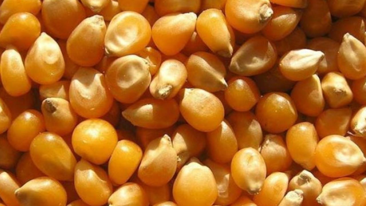 رخنه دوباره «سم» در گمرک/ آلودگی قبلی هنوز پاک نشده است!